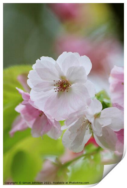 white blossom Print by Simon Johnson