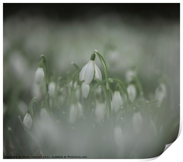 Snowdrops Print by Simon Johnson