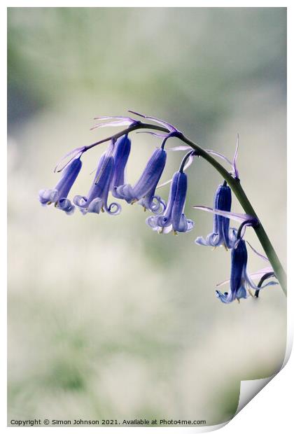 Bluebell flowers Print by Simon Johnson