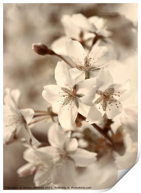 blossom close up Print by Simon Johnson