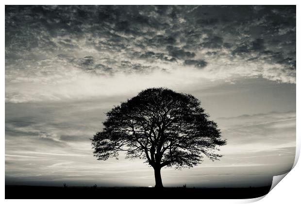  Tree Silhouette  Print by Simon Johnson