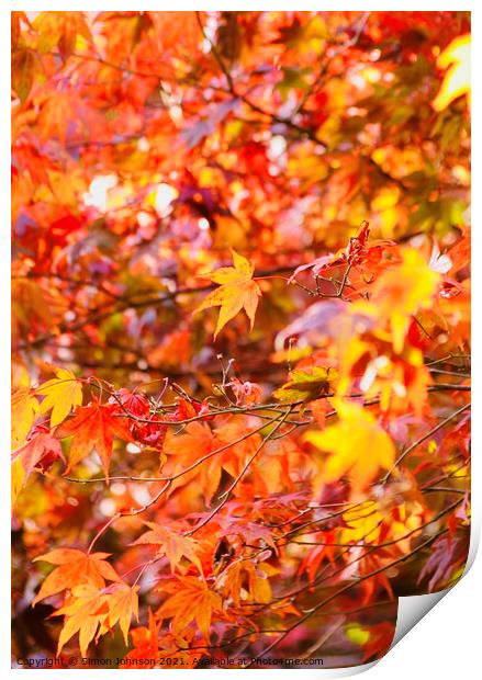 sunlit Autumn acer leaves   Print by Simon Johnson