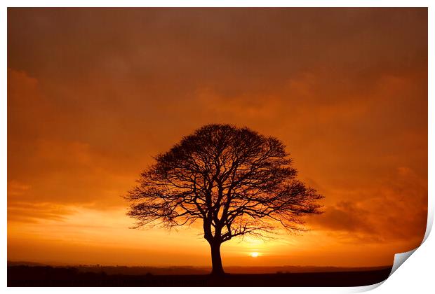 sunrise tree Print by Simon Johnson