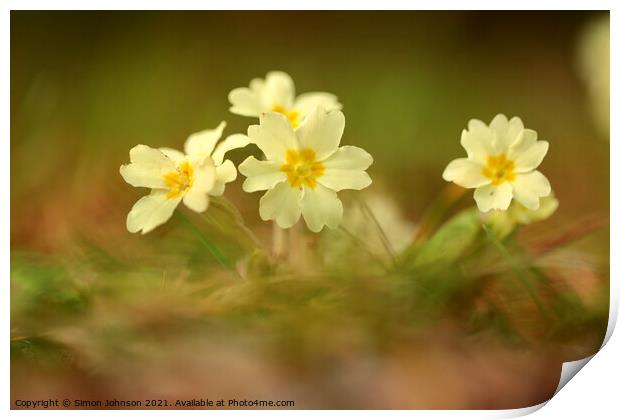 Primrose flowers Print by Simon Johnson