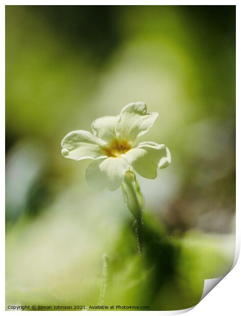 Primrose  flower Print by Simon Johnson