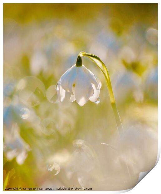 Snowdrop flower Print by Simon Johnson