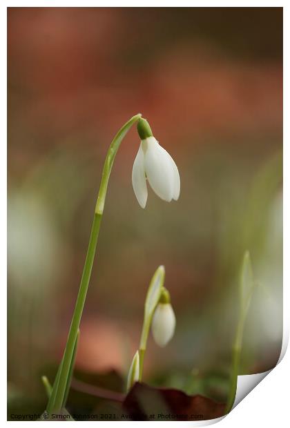 Mother and baby Snowdrop Print by Simon Johnson