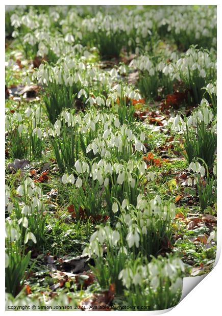 spring snowdrops Print by Simon Johnson