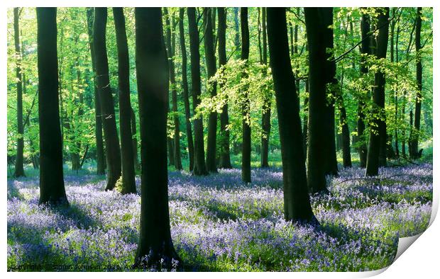 Sunlit bluebell Woodland Print by Simon Johnson