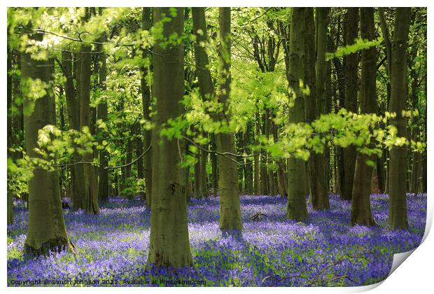 Sunlit bluebell Woodland Print by Simon Johnson