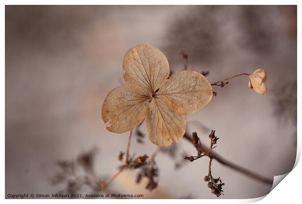 Hydranger flower  Print by Simon Johnson