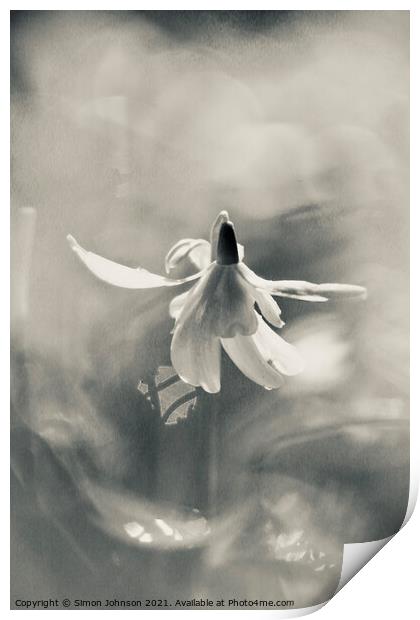 Snowdrop in action Print by Simon Johnson