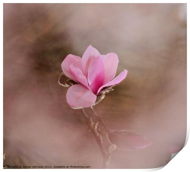 close up of magnolia flower Print by Simon Johnson