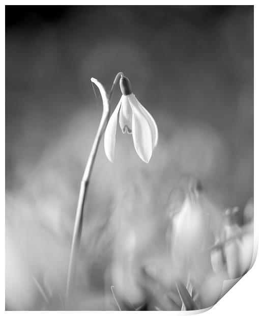 black and white snowdrop Print by Simon Johnson