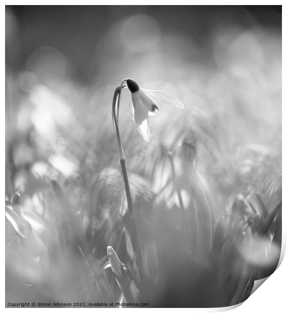 Black and white Snowdrop Print by Simon Johnson
