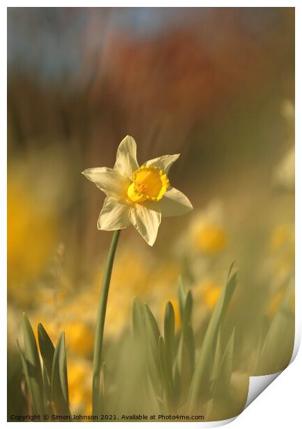 Daffodil flower Print by Simon Johnson