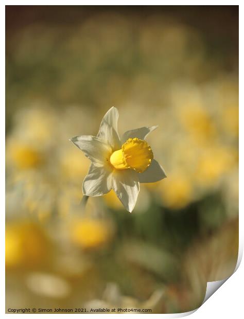 Daffodil flower  Print by Simon Johnson