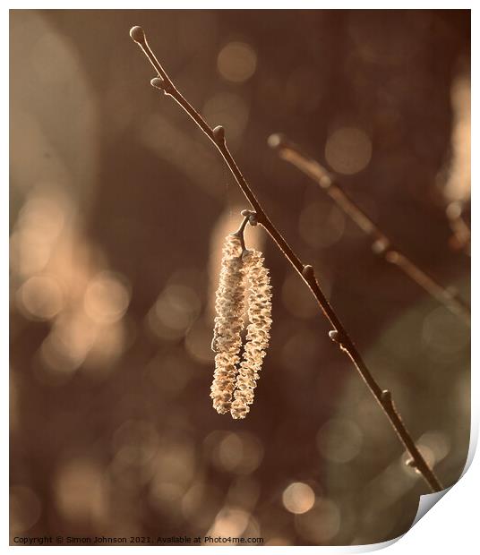 Sunlit catkin Print by Simon Johnson