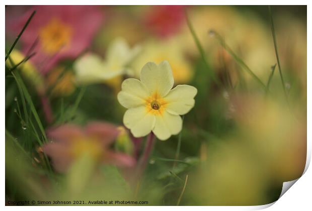 Spring Primrose flower Print by Simon Johnson