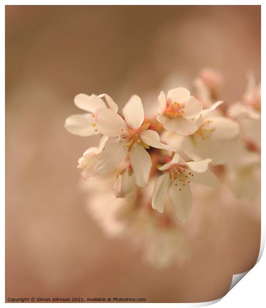 Spring Cherry Blossom flower Print by Simon Johnson