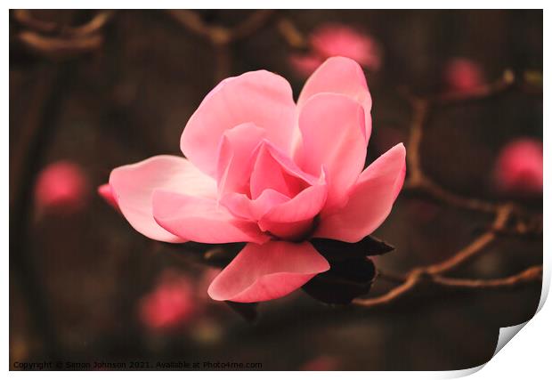 Magnolia flower Print by Simon Johnson