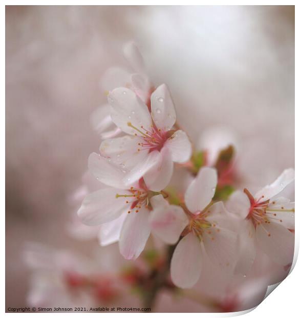 A close up of Spring Cherry Blossom Print by Simon Johnson