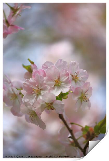 spring Blossom  Print by Simon Johnson
