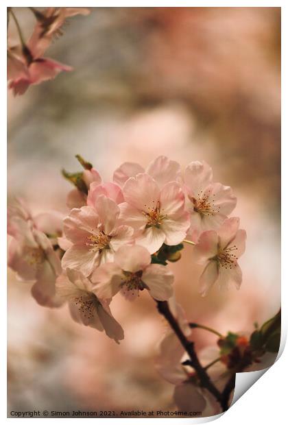 Spring Cherry Blossom Print by Simon Johnson
