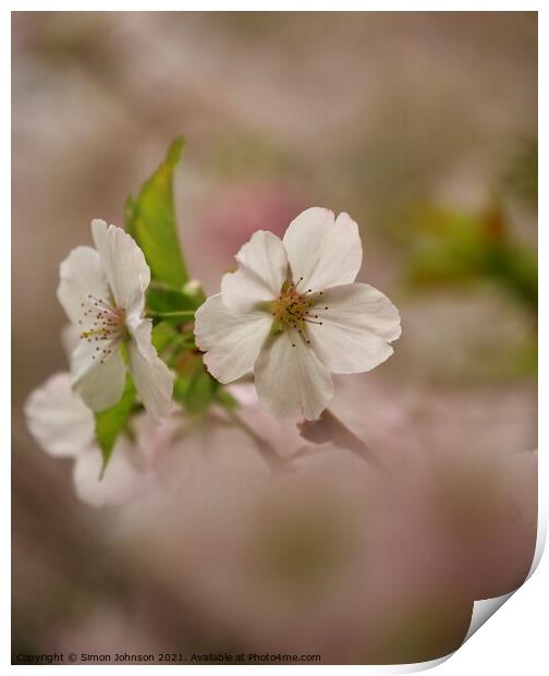Blossom flower Print by Simon Johnson