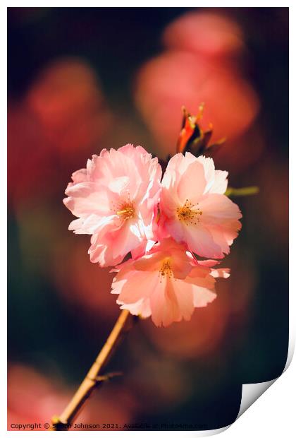 Sunlit spring Cherry Blossom Print by Simon Johnson