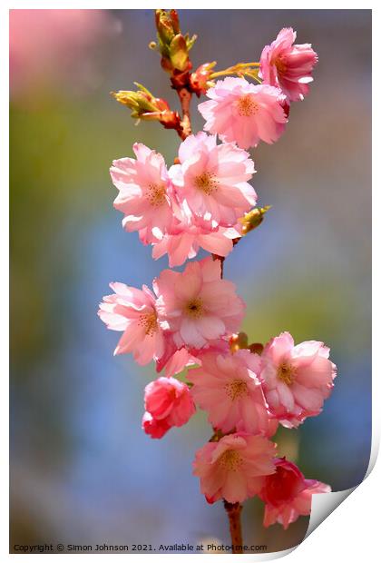 Pink Cherry Blossom Print by Simon Johnson