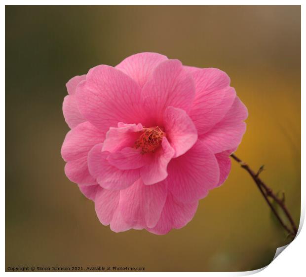 Camellia Flower Print by Simon Johnson