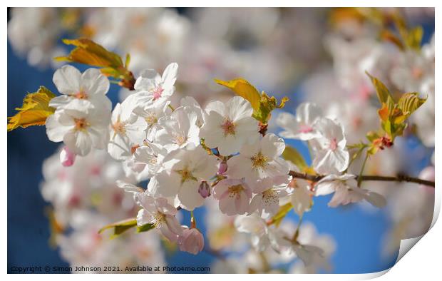 White Cherry Blossom Print by Simon Johnson
