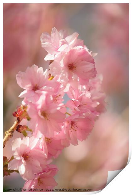 Diffused spring blossom Print by Simon Johnson