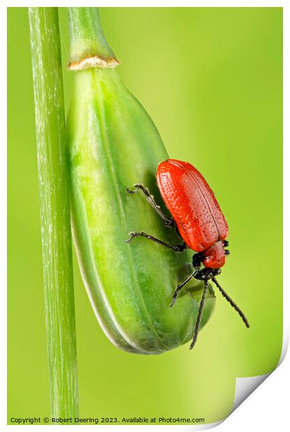 Red Lily Beetle On Snakeshead Fritillary Seedpod Print by Robert Deering