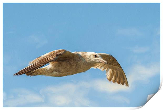 Juvenile Herring gull flying high. Print by Robert Deering