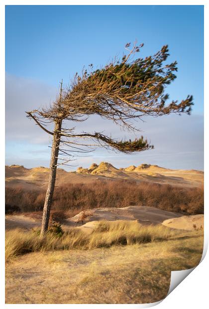 Windswept Formby Pine, Formby Shore, Liverpool Print by Liam Neon