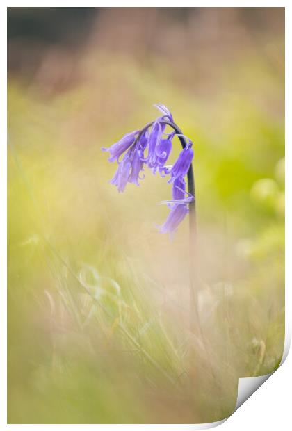 Hilbre Bluebell Print by Liam Neon