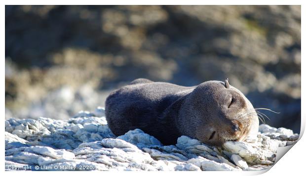 Sleepy Seal on a Beach in Australia Print by Liam Neon