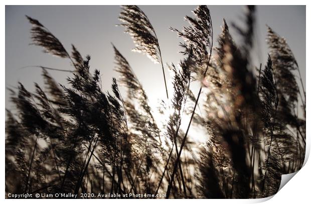 Sunlight through the rushes at Parkgate, Wirral Print by Liam Neon