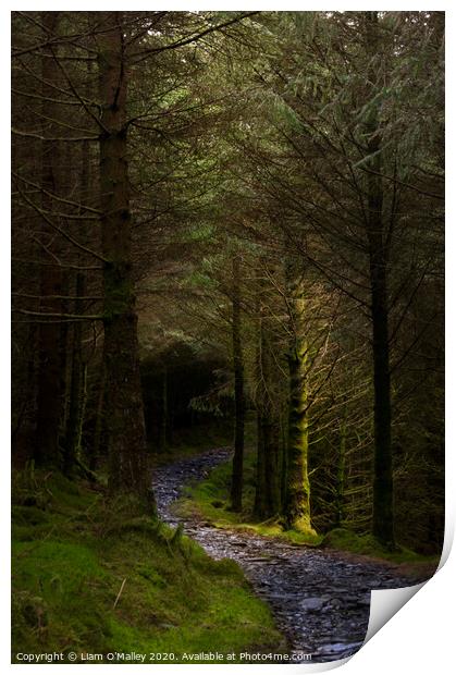Beddgelert Forest Path Print by Liam Neon