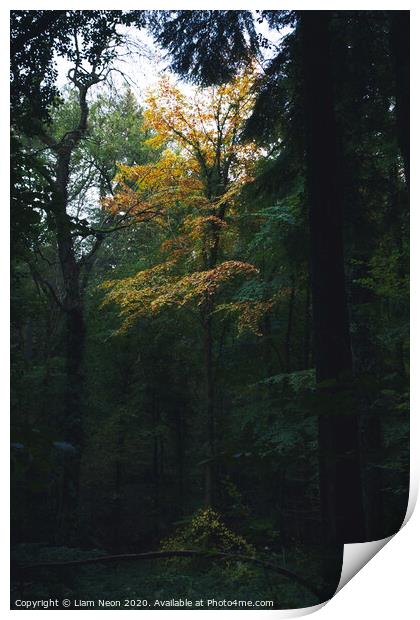 Lonely Autumn Tree at Nant Mill Print by Liam Neon