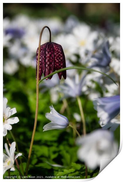 Snake’s head fritillary at Thornton Manor Print by Liam Neon