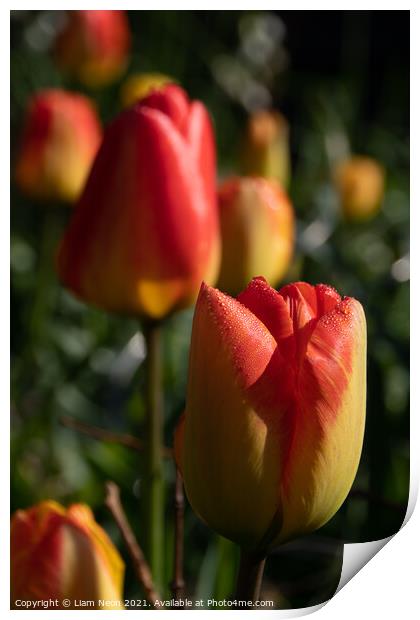 Tulip Dew Print by Liam Neon