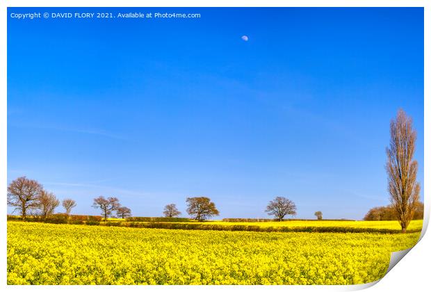 Moon over rapeseed crop Print by DAVID FLORY