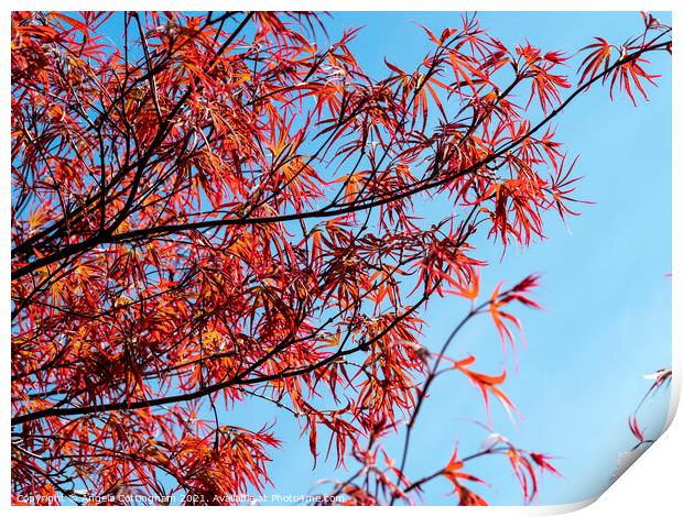 Red Japanese Maple Leaves  Print by Angela Cottingham