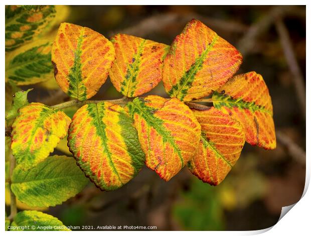 Autumn Rose Leaves Print by Angela Cottingham