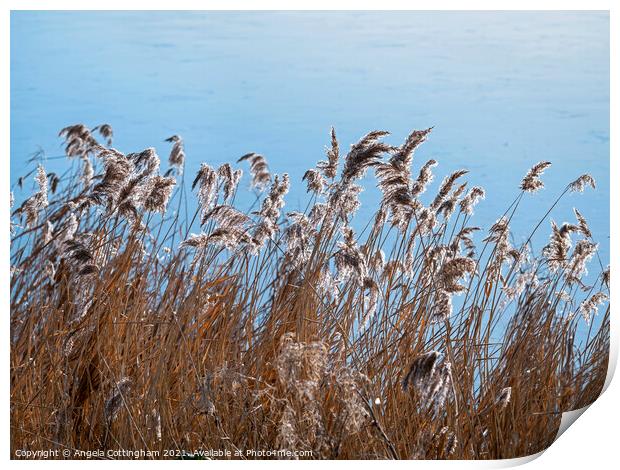 Flowering reeds in a gentle breeze beside a pond Print by Angela Cottingham