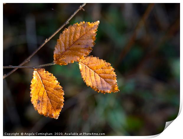 Leaves in Sunlight Print by Angela Cottingham