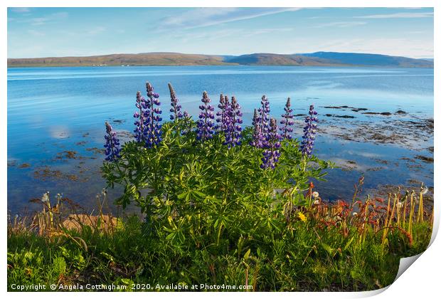 Lupins by the Fjord Print by Angela Cottingham